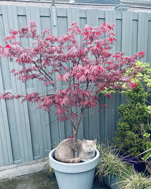 Japanese Maple Fireglow vs Bloodgood 2