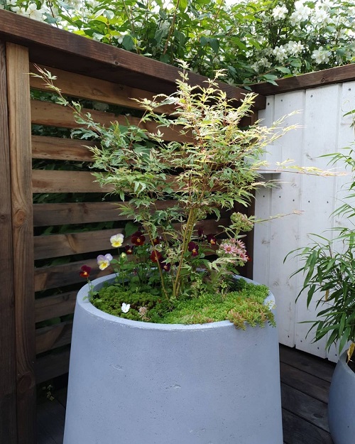 Maple Tree Varieties for Containers 1