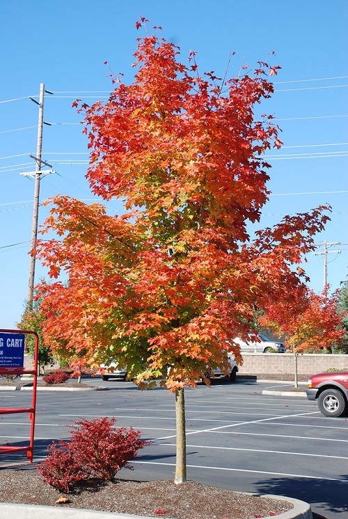 Pacific Sunset Maple Tree 1