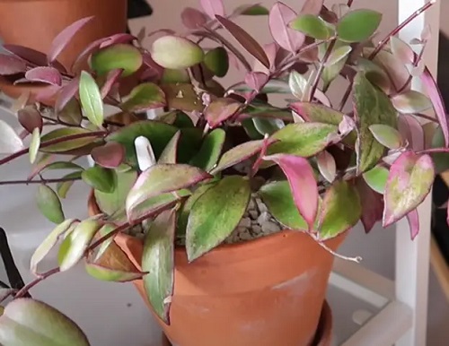 Types of Lipstick Plant Varieties 15