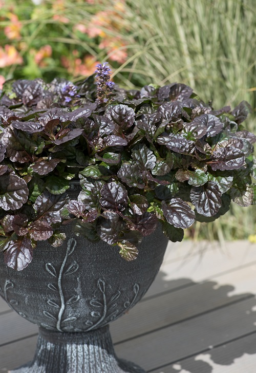 Black Foliage Vines and Climbers 5