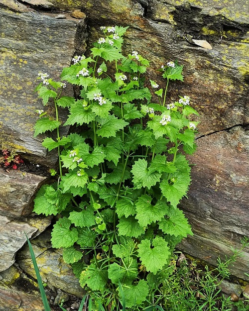 Invasive Plant Species in New York 3