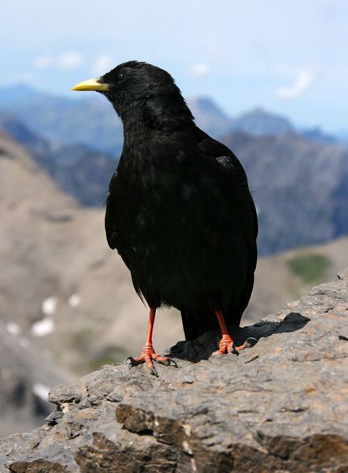 Black Birds with Yellow Beaks 3