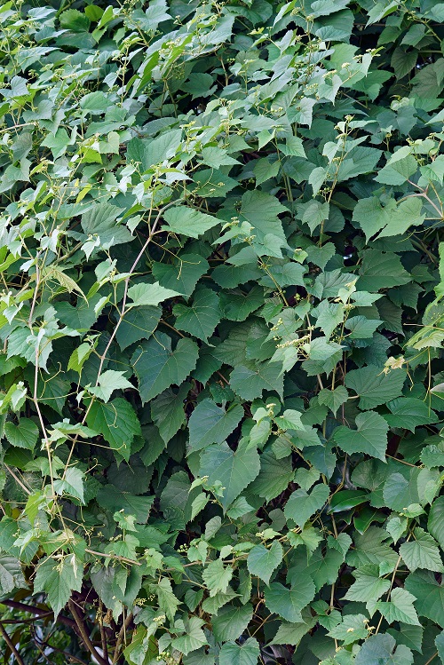 Invasive Plant Species in New York 21