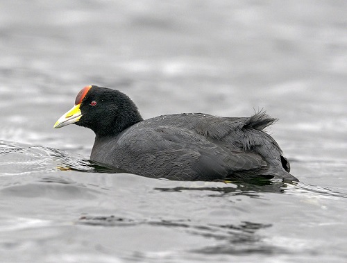 Black Birds with Yellow Beaks 21