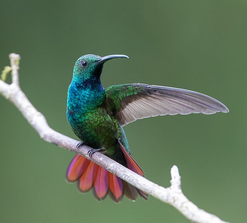 Hummingbirds In Georgia 17