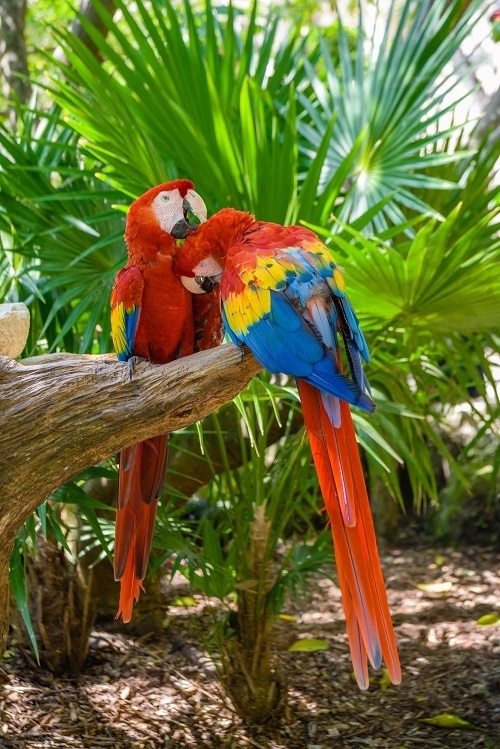 Birds with Red Chest 14