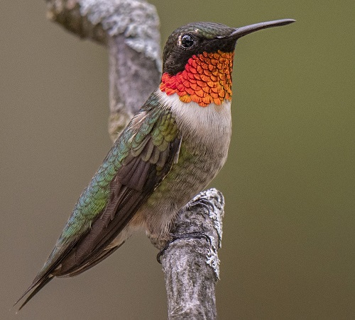 Hummingbirds In Georgia 1