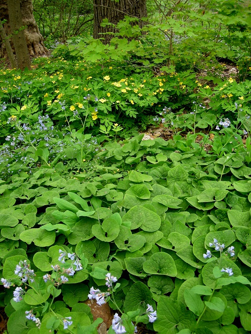 Wild Edible Plants in Georgia 15