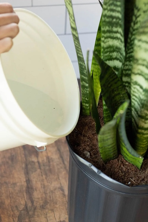 Best Snake Plant Fertilizers 1