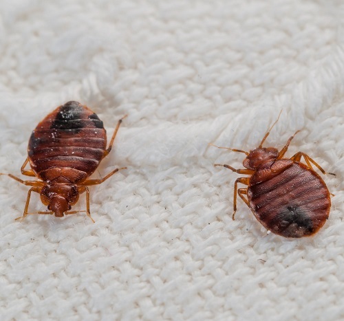 Tiny Black Bugs in Bathroom with No Wings 5