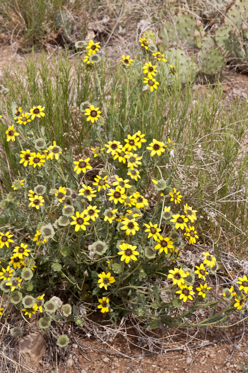 Mexican Flowers 19