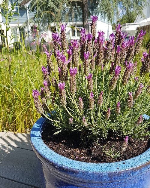 Planters with Lavender Ideas 25