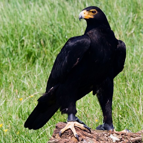 Black Birds with Yellow Beaks 27