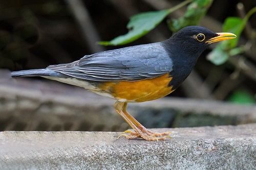 Black Birds with Yellow Beaks 23