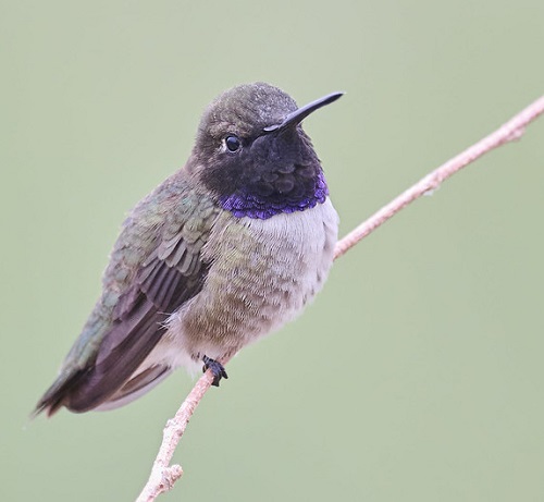 Hummingbirds In Georgia 3