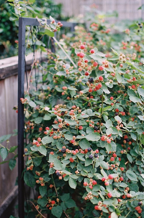 Wild Edible Plants in Georgia 1