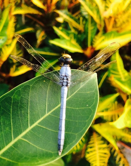 Blue Dragonfly Meaning 2