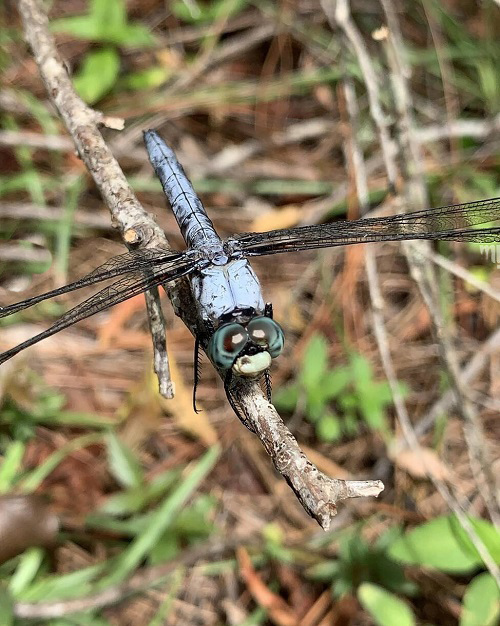 Blue Dragonfly Meaning 3