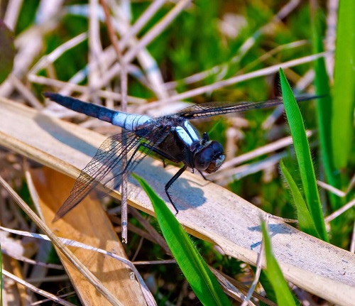 Blue Dragonfly Meaning 1