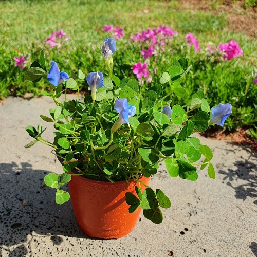 Weeds with Blue Flowers 1