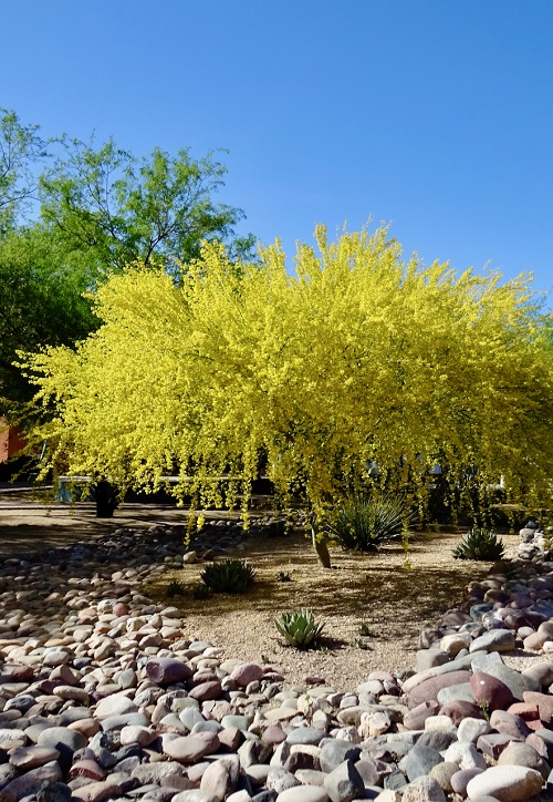 Trees with Yellow Flowers 13