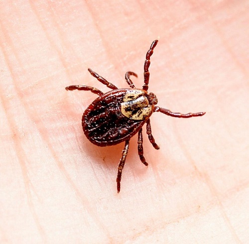 Tiny Black Bugs in Bathroom with No Wings 9