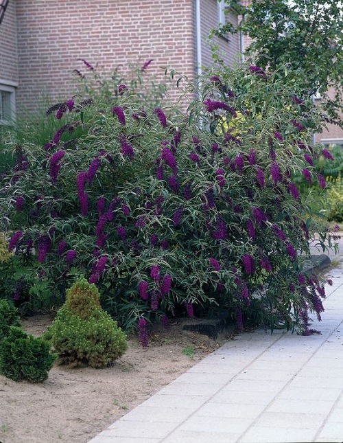 Black Foliage Vines and Climbers 11