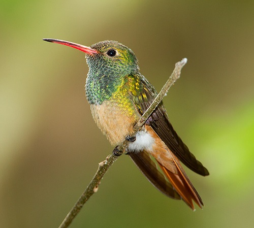 Hummingbirds In Georgia 7