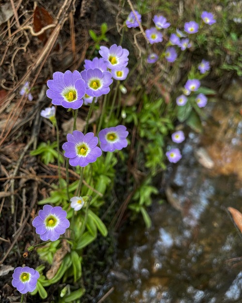 Butterwort 1