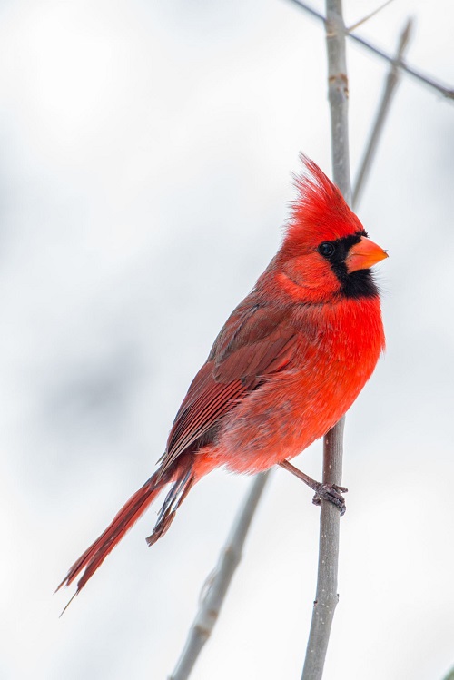 Birds with Red Chest 1