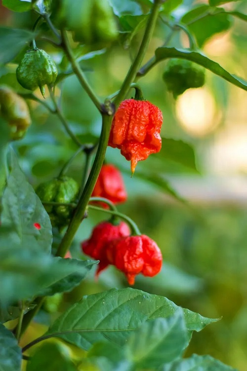 Carolina Reaper 6