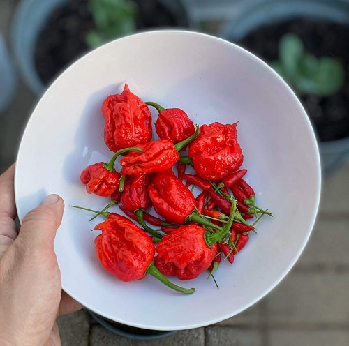 Carolina Reaper