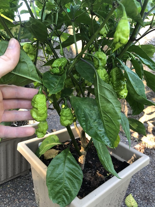 Carolina Reaper 9