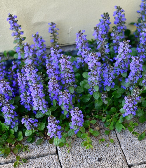 Weeds with Blue Flowers 5