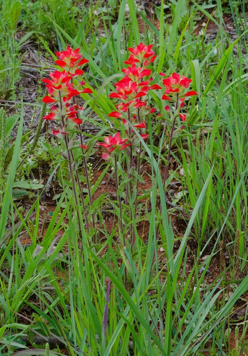 Mexican Flowers 35