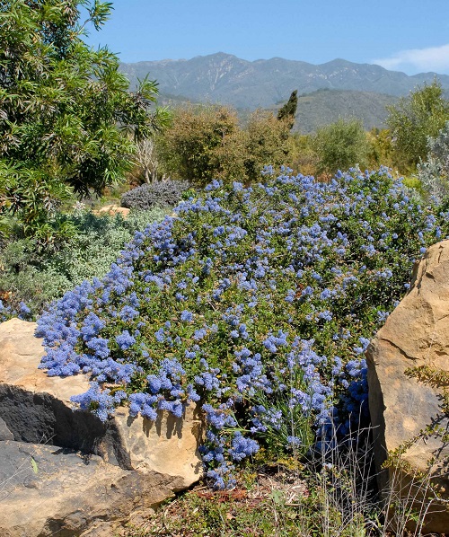 Ceanothus Joyce Coulter 3