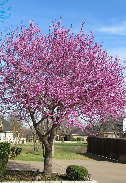 Trees with Pink Leaves