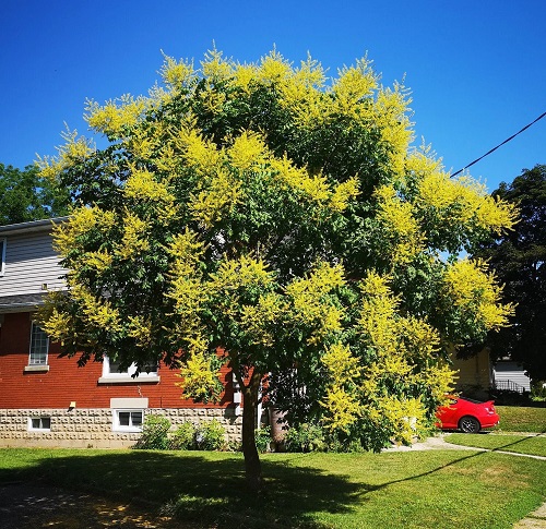 Trees with Yellow Flowers 1