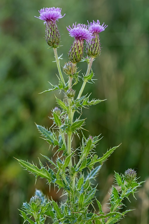 Plants with Prickly Leaves 9