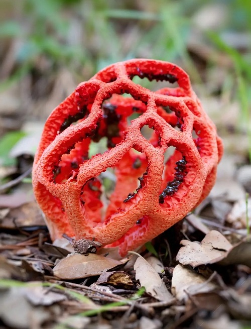 Red Mushrooms 13