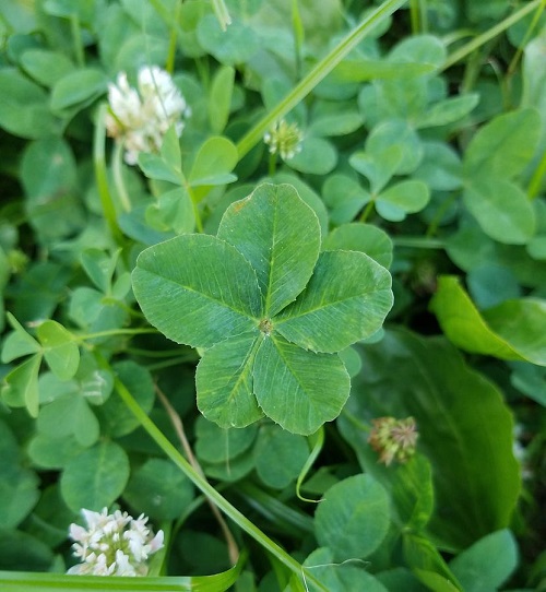 Plants with 5 Leaves Per Stem 17