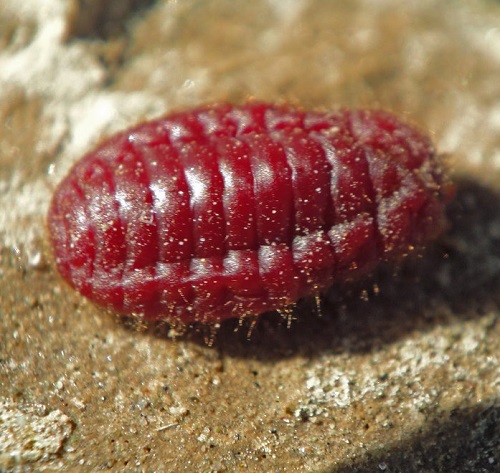 Little White Bugs That Look Like Lint 13