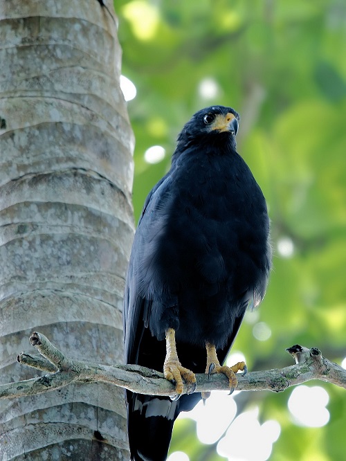 Black Birds with Yellow Beaks 1