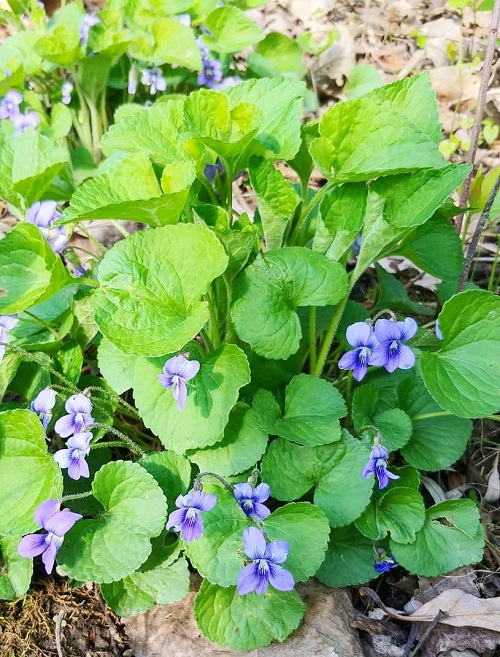 Weeds with Blue Flowers 9