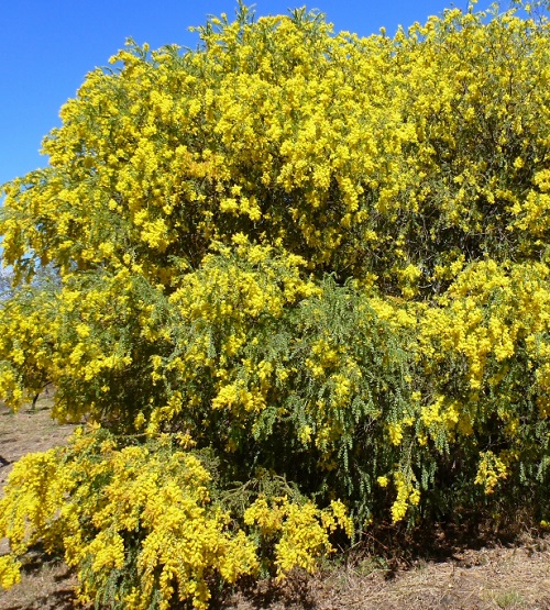 Trees with Yellow Flowers 11