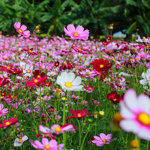 Mexican Flowers 31