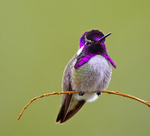 Hummingbirds In Georgia 13