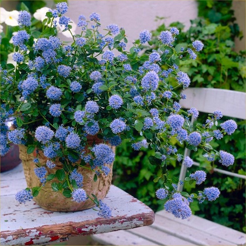 Ceanothus Joyce Coulter 2