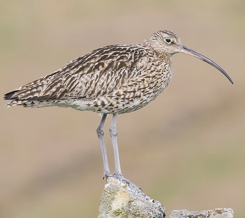 Shore Birds with Curved Beaks 1